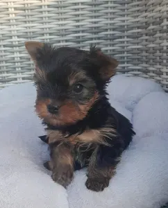 Yorkshire Terrier - Shazam