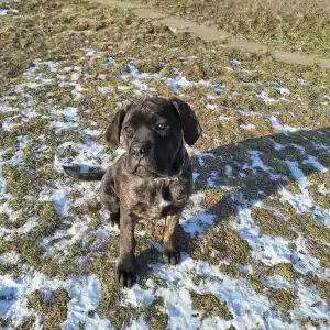 Chien de cour italien - Rambo