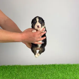 Australian Shepherd - Cagan