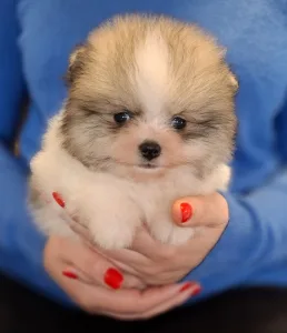 Pomeranian - Teddy