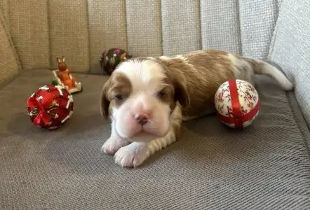 Cavalier King Charles Spaniel - Bernard