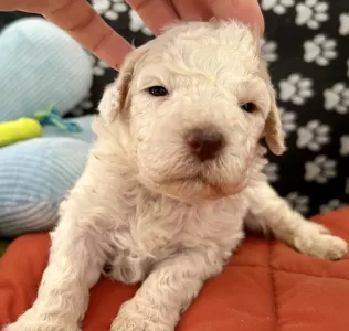 Lagotto Romagnolo - Sally Scull