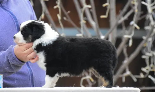 Miniature American Shepherd - Winstead Of Smoke And Saddle