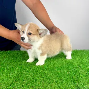 Corgi galez Pembroke - Dini
