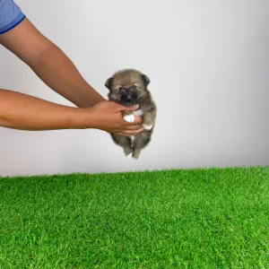 Pomeranian - Nessy