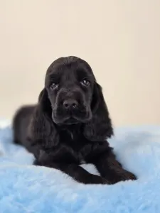 Английский кокер-спаниель - Spirit Of Midnight