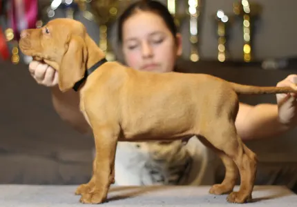 Wyżeł węgierski krótkowłosy - Pörgelóci Land Rover