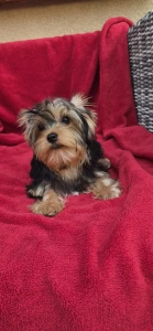 Yorkshire Terrier - Wizzard (adult Weight 2,8-3kg)