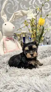 Yorkshire Terrier - Lamborghini Diablo