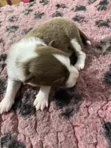 Border Collie - Ferrero/ Chocolate Sable Szuka
