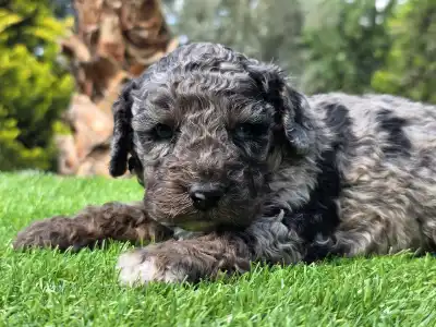 Cavapoo - Zoom