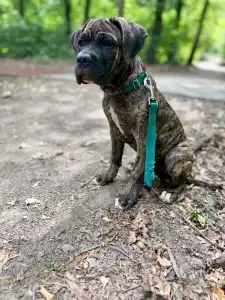 Cane Corso - Argos