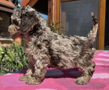 Cavapoo - Choco-Bunny