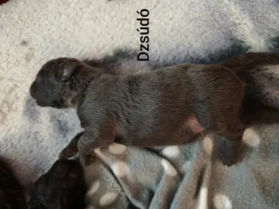 Mudi - Dzsúdó
