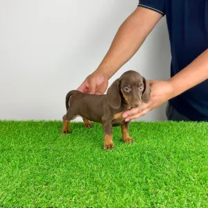 Dachshund - Chubby