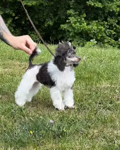 Barbone nano - Zuri ( Fci )