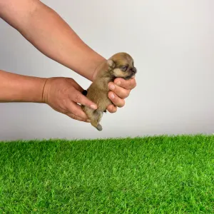 German Pomeranian Spitz - Comet