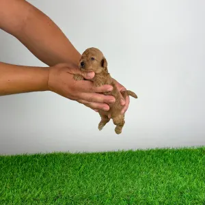 Pudel miniaturowy - Blanche