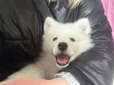 Samojede - Amy Of White Siberiansuny