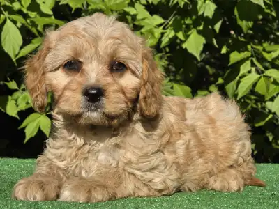 Cavapoo - Figo