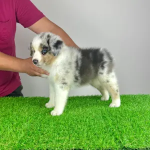 Australian Shepherd - Tabata