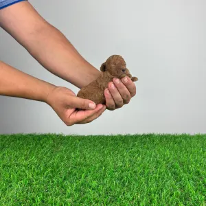 Poodle Toy - Jozzy