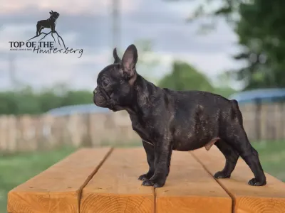 Francuski buldog - Ralf