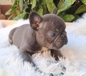 Französische Bulldogge - Davis
