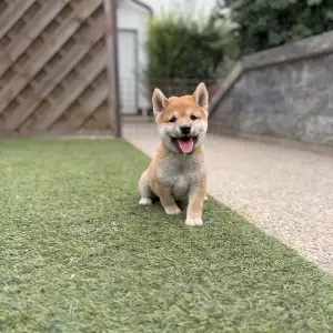 Shiba - Bravados Inori