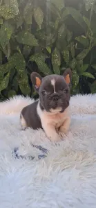 Bouledogue français - Dáriusz 