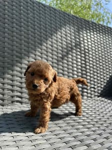 Poodle Miniature - Odessa