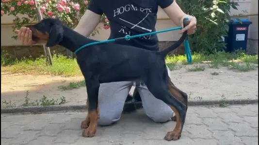 Dobermann - Boing Di Bomanite