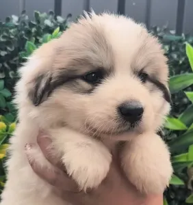 Pyrenean Mountain Dog - Candybelldream Emma