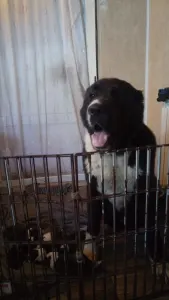 Biewer Terrier - Iz Zamka Larisi