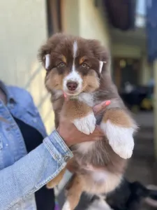 Miniature American Shepherd - Once In A Dream Mini’s Booster Zuma