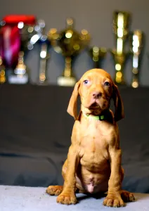 Wyżeł węgierski krótkowłosy - Pörgelóci Maserati