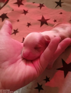 Cavalier King Charles spániel - Blenie