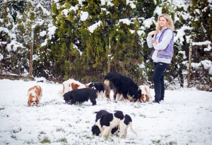 Cavalier King Čarles Španiel - Erdőszéli Ezüstcsillag