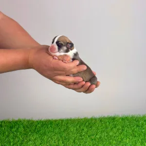 Pembroke Welsh Corgi - Yama