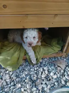 Romagna Water Dog - Lagotto Passion Aureate Vassilis