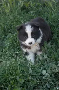 Border Collie - Lila Nyakörv/ Fekete Kan