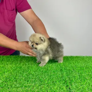 Pomeranian - Chan