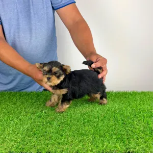 Yorkshire Terrier - Axa