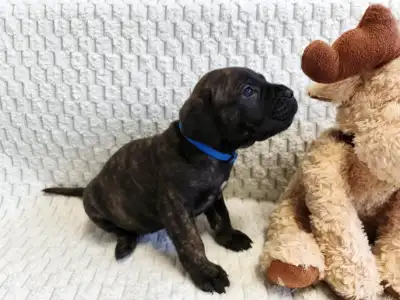 Кане-корсо - Forza Di Diavolo Egon