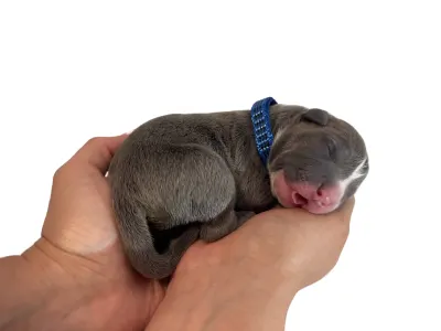 Amerikai Bully - XL - Loui