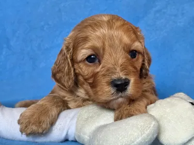 Cavapoo - Honda