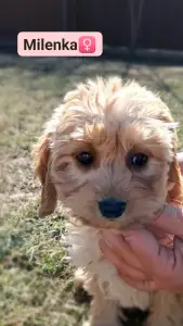 Labradoodle - Milenka