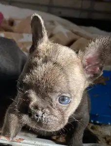 Französische Bulldogge - Blue