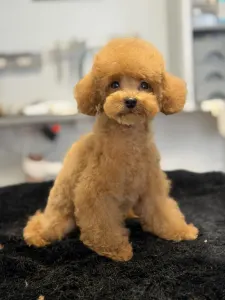 Той-пудель - Woody (teacup/toy)