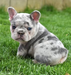 Francia bulldog - Gini